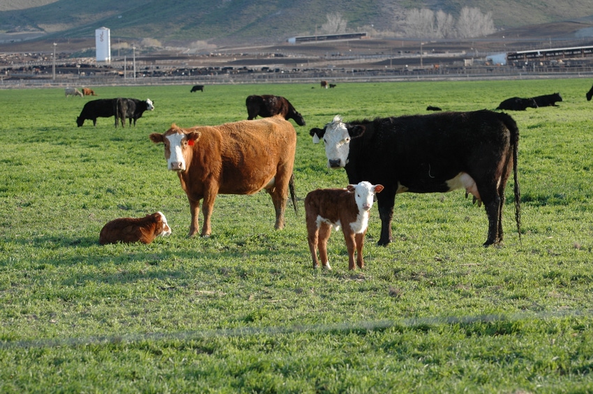 Cow-calf pairs Cow-calf pairs