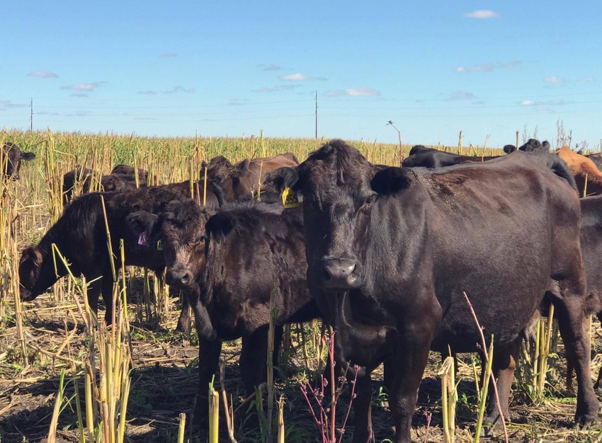 For soil health: Consider cover crops with manure applications