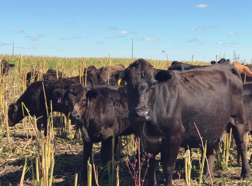 For soil health: Consider cover crops with manure applications For soil health: Consider cover crops with manure applications