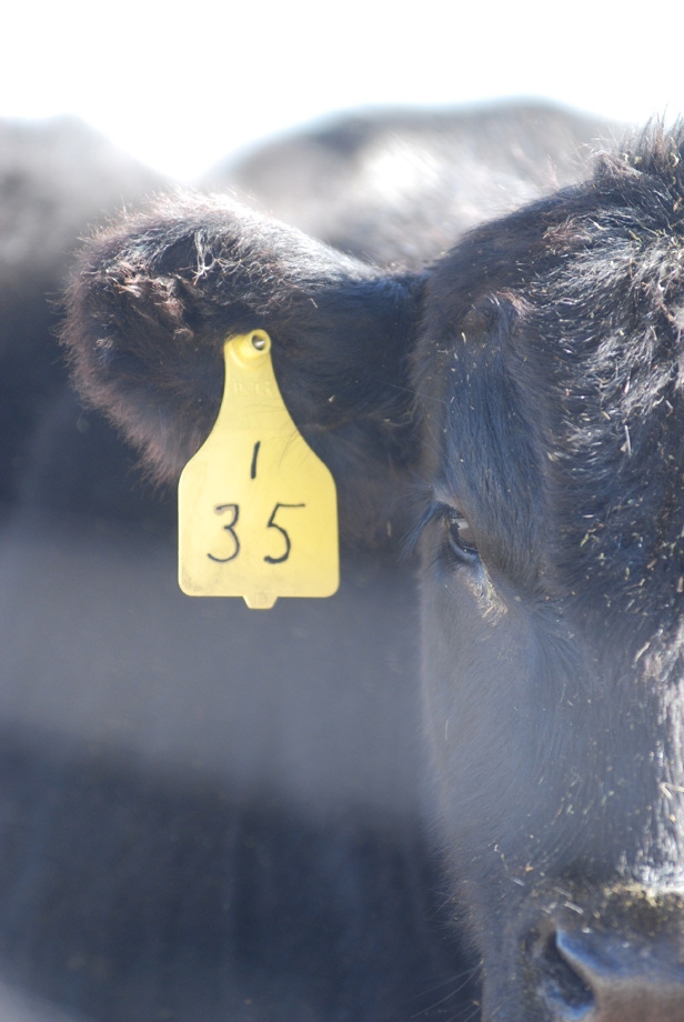 USDA Releases Cattle Inventory Report; Heifer Retention Is Underway