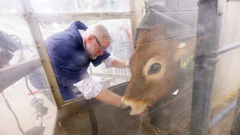 UNL researchers aim to reduce methane emissions from cattle - Vimarsana News