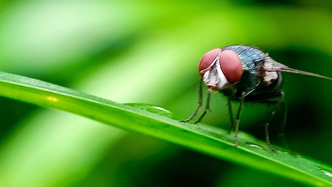 USDA APHIS screwworm eradication flies Why This Outbreak Matters Beyond Agriculture