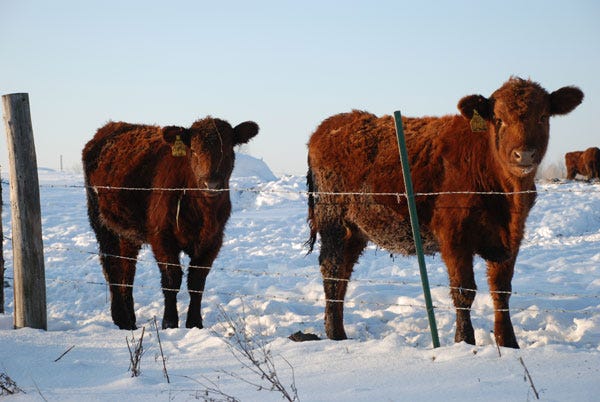 red-angus-heifers-fence-snow-beef-ab1207.jpg