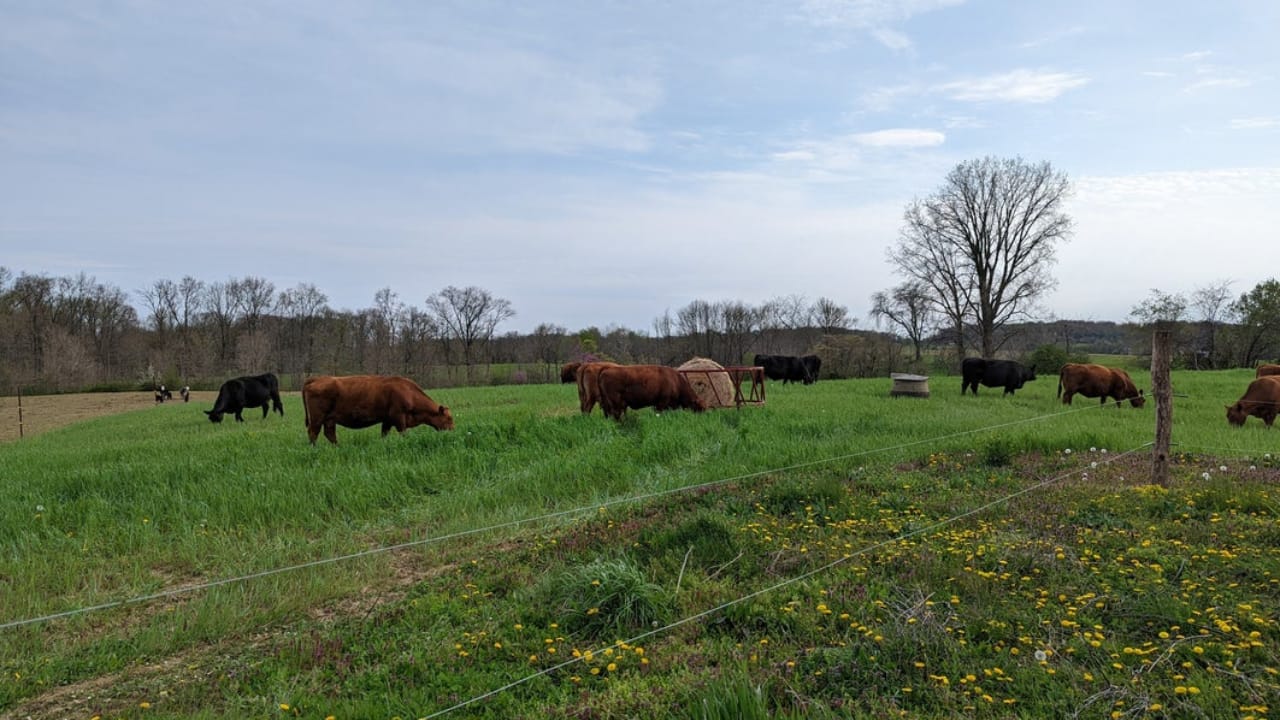 getting to know: graze craze | catercow Images High... Use a grazing strategy to get more grass from pastures