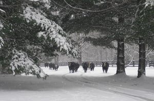 Top 10 Winter Wonderland On The Ranch Photos