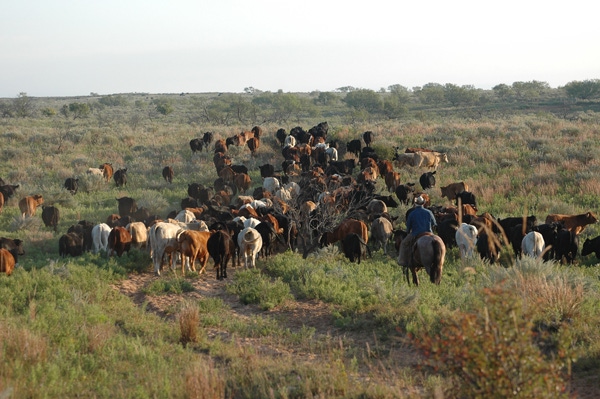 2014 Will Be A Record Year For Calf Prices, And Risk