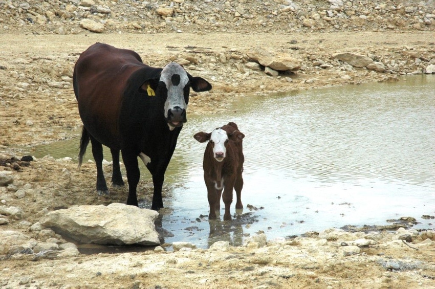 Texas AgriLife cattle water.jpg