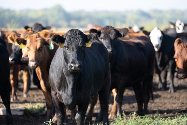 Beef Promotion Operating Committee approves fiscal year 2027 checkoff plan of work