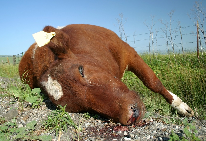 Bibersteinia trehalosi on the rise in beef cattle