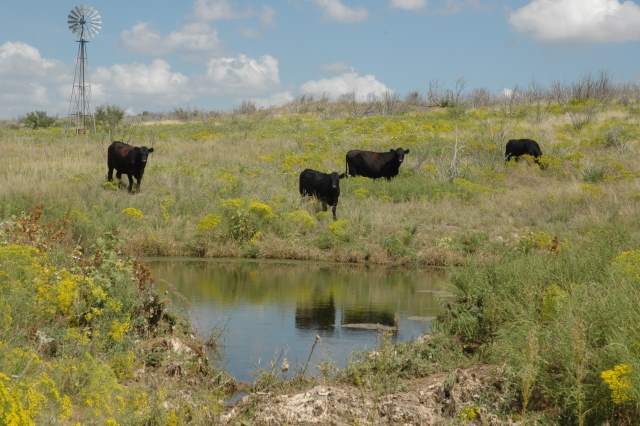 Are your cattle destroying the planet?