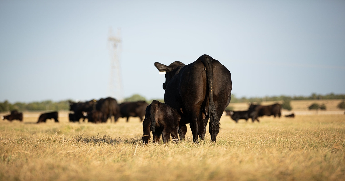 American Angus announces top Minnesota breeders who registered the most Angus
