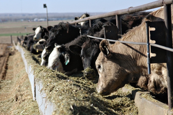Bion, Ribbonwire Ranch to build 15,000 head cattle feeding operation