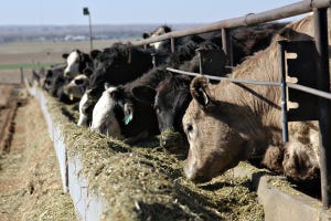 Cattle prices tread water