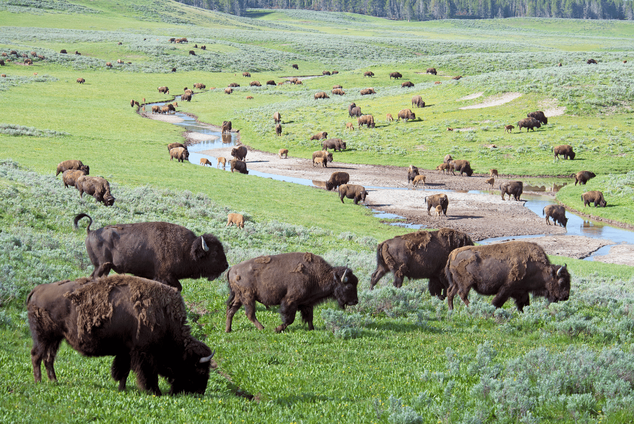 Bison Stack The Calving Process – Understanding the Three Stages