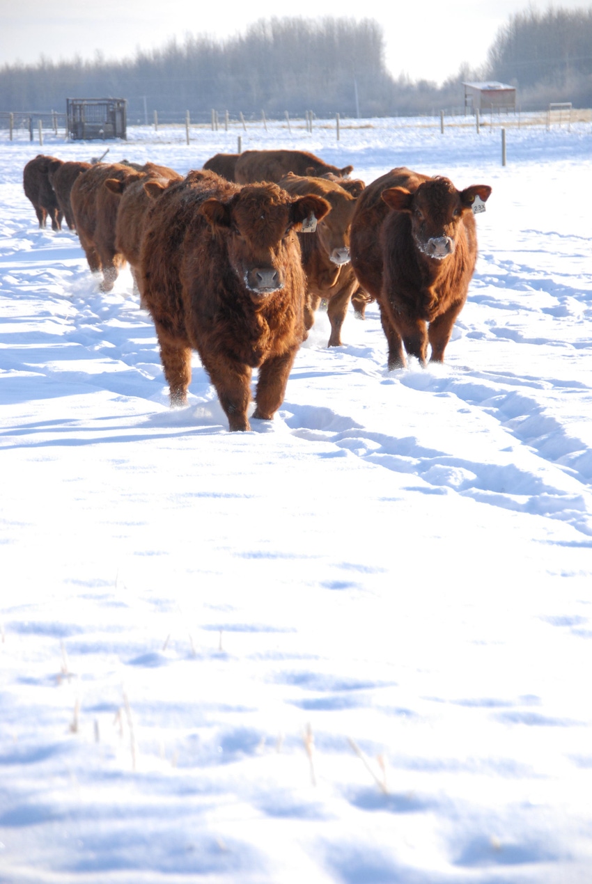5 factors affecting winter supplementation in beef cattle