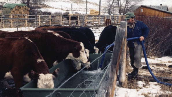 Clean water is crucial for cattle in winter months