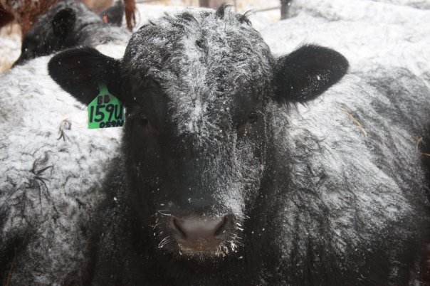 Calculate cost per calf when investing in new herd sires Calculate cost per calf when investing in new herd sires