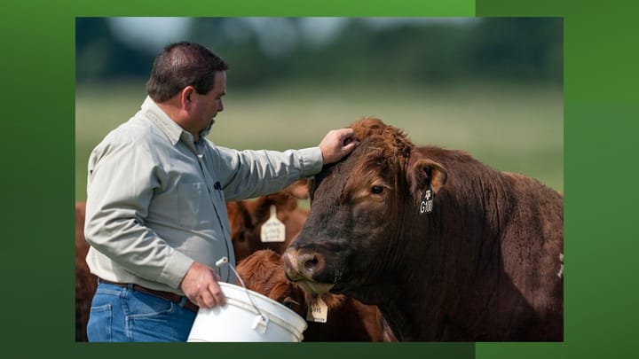 Texas A&M leads research on screwworm wound treatment