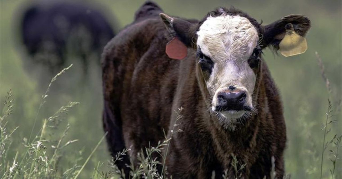 Favor older, earlier-calving bred heifers at auction this fall