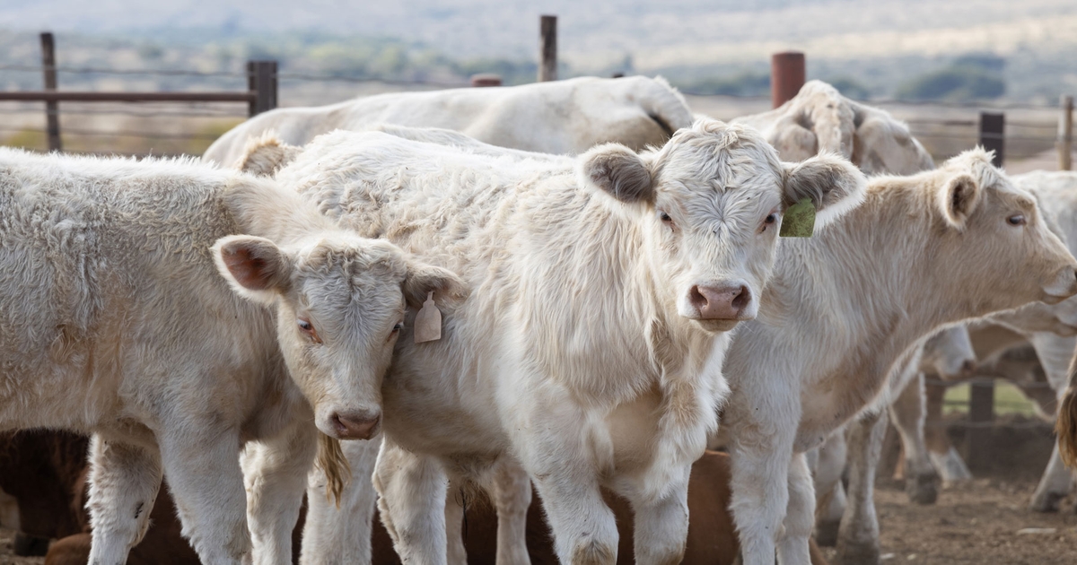 U.S. cattle inventory reaches 73 year low