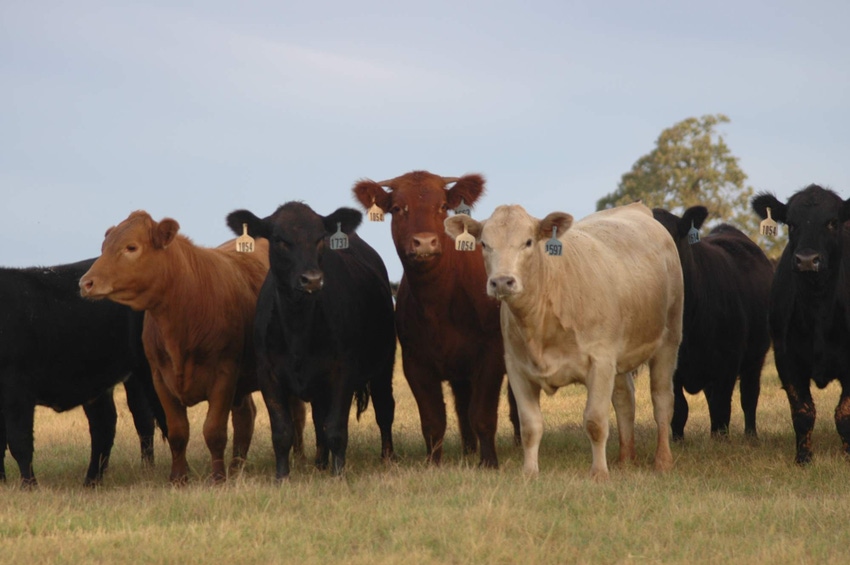 Will we eventually get lifetime animal ID and traceability? Probably so Will we eventually get lifetime animal ID and traceability? Probably so
