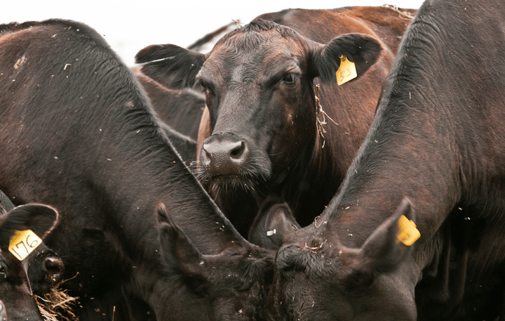 USDA backs $24.6M loan to build Texas beef plant