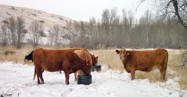 Can Calves Survive Cold Weather? Essential Survival Tips Revealed