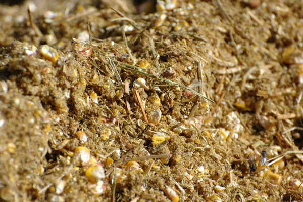 How to make alternative cattle feed work on your ranch