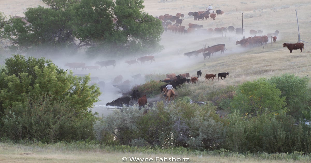 Padlock Ranch: Manage To Avoid A Fire Sale | Wildfire, Drought ...