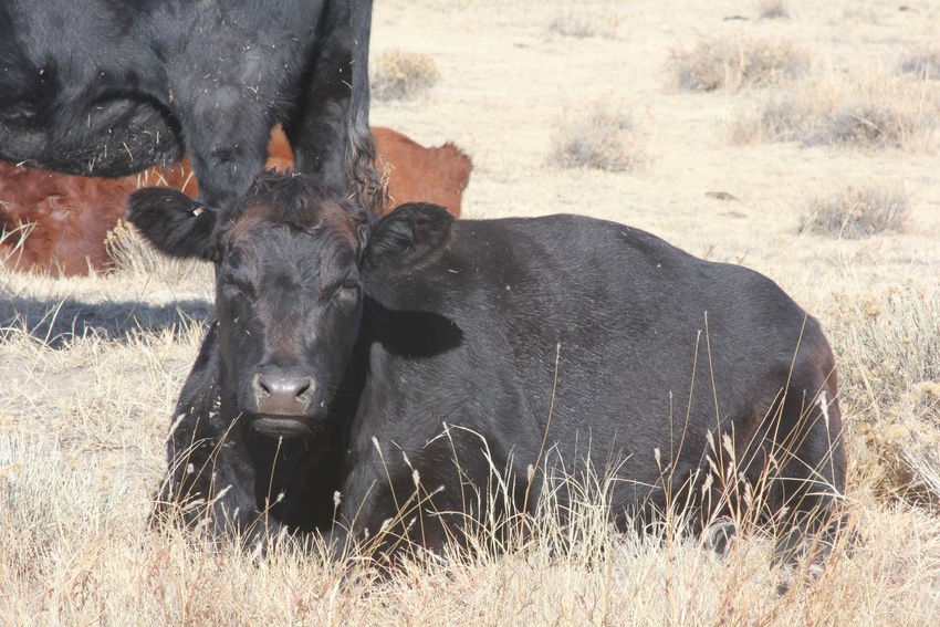 Cow with metal tag