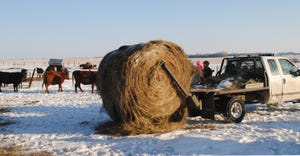 Bales of hay covered in snow in field