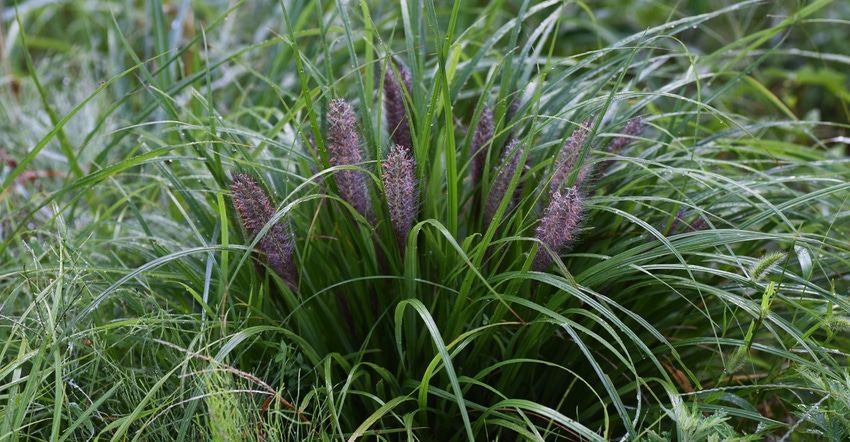 fountain grass weed