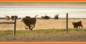 How to improve calf vigor in late gestation
