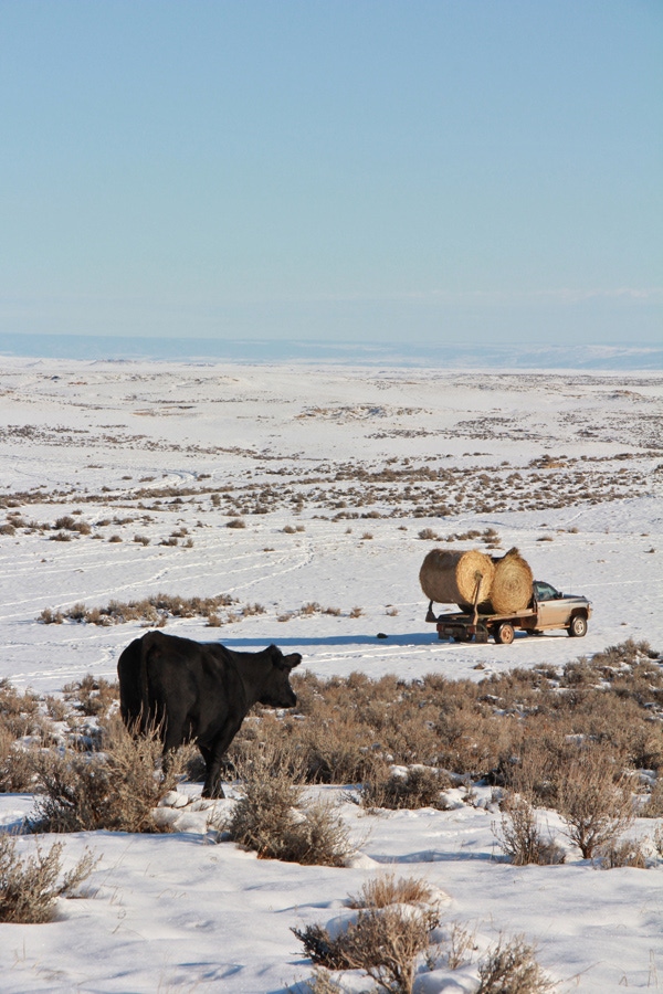 Act Now To Minimize Cold Stress On Cattle This Winter