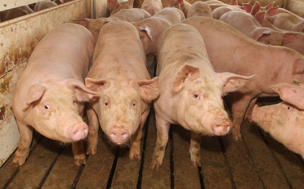 finishing pigs finishing pigs