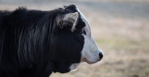 Black baldy heifer calf