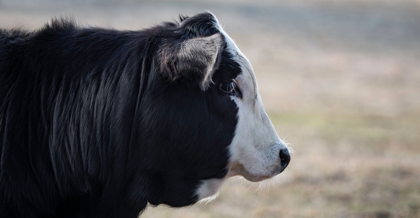 Black baldy heifer calf Black baldy heifer calf