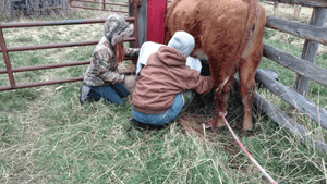 Suckling calf