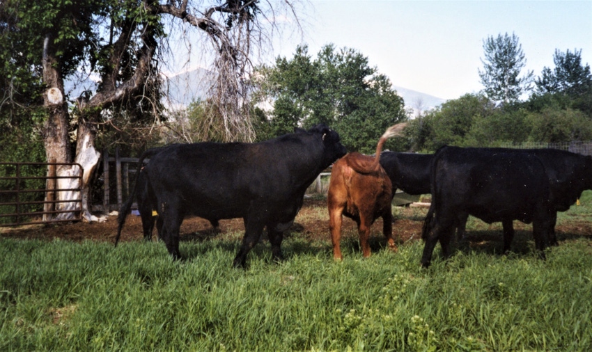 WFP-thomas-bull-with-cows.jpg