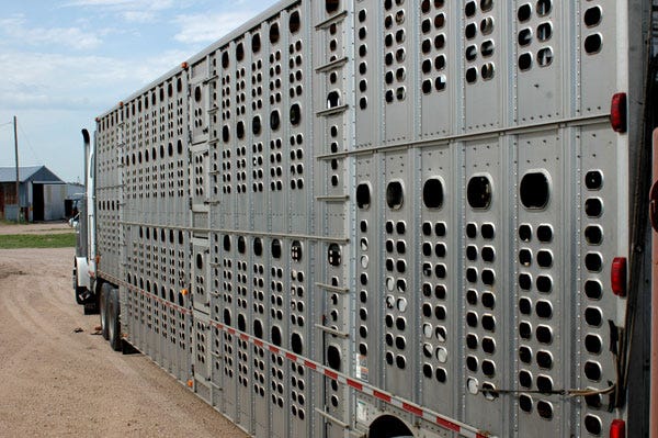What will Walmart’s beef processing plant do to cattle prices? 