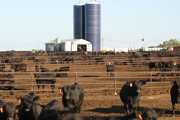 Cattle Producers Encouraged To Watch Cattle Closely As High Heat Predicted For Midwest
