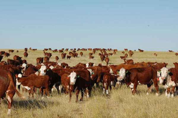 U.S. Beef Producer Optimism And Profit Potential Run High U.S. Beef Producer Optimism And Profit Potential Run High