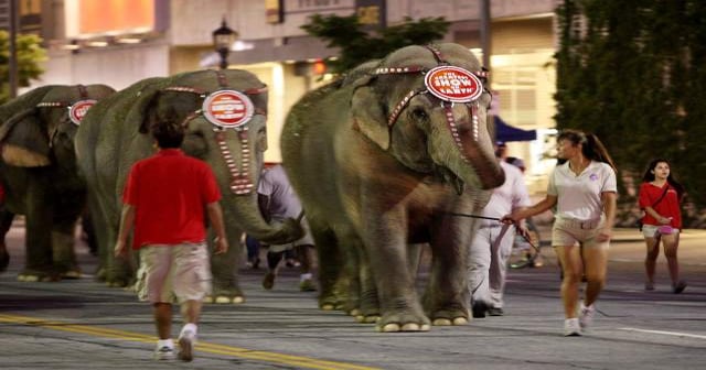 Losing the animal rights war