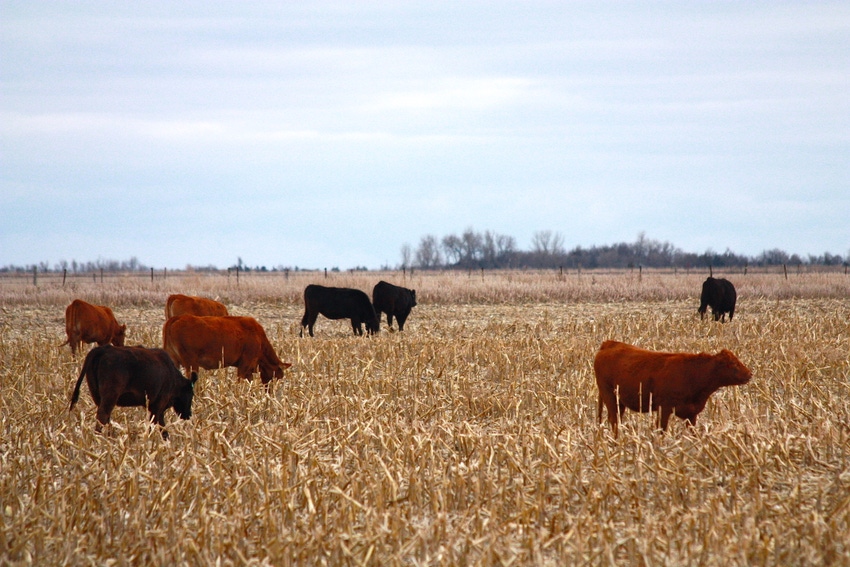 4 tips for grazing corn stalks this fall