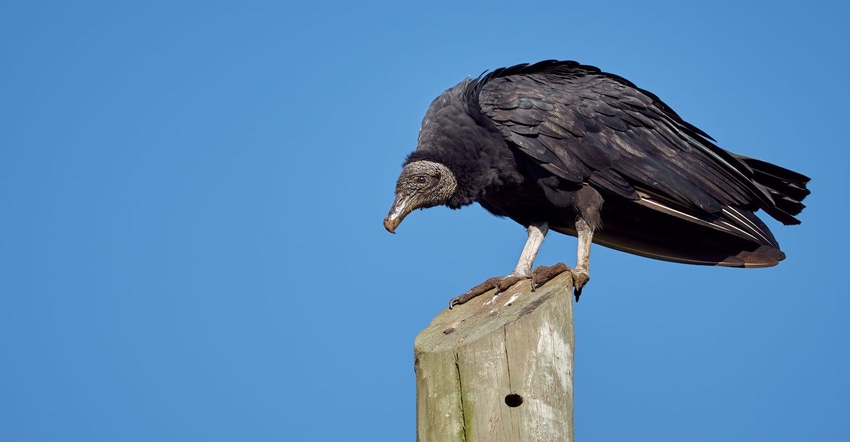 black vulture.jpg