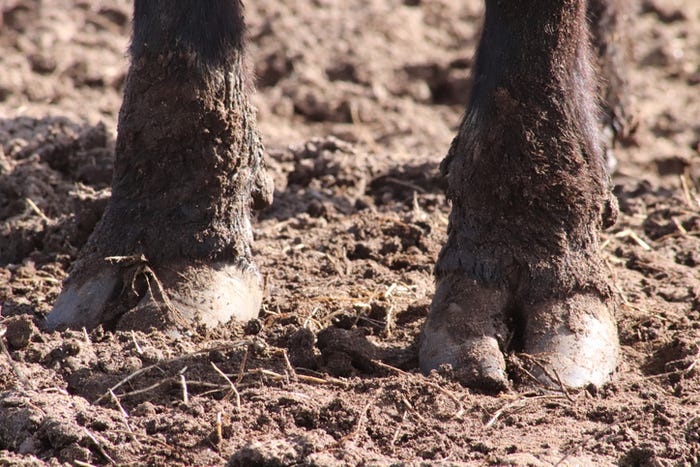 Wet pastures mean more foot rot