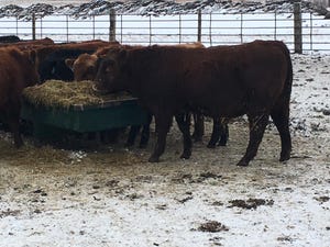 NDSU Cattle Winter Cocci.jpeg