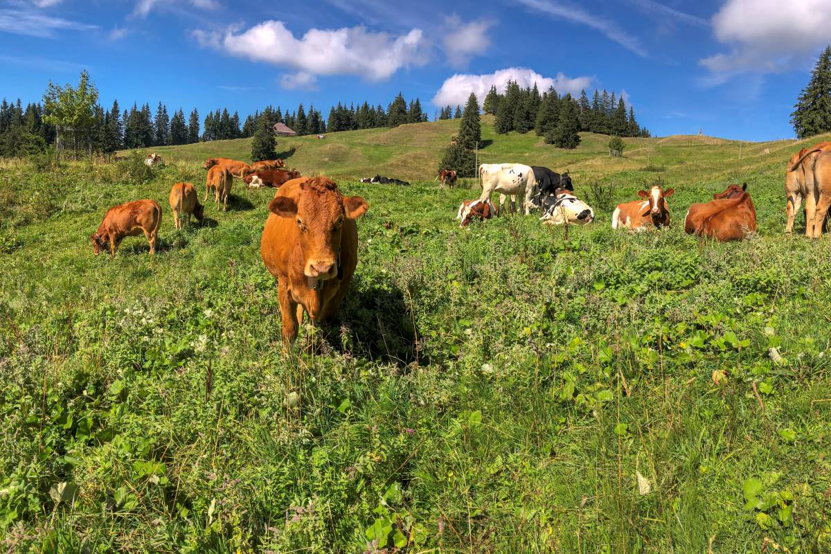 Rabies In Beef Cattle