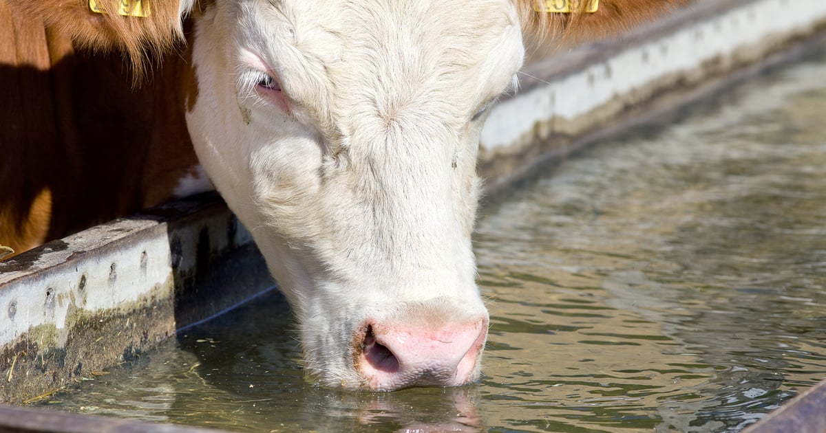 Preparing for heat stress in feeder cattle