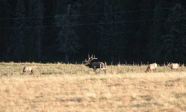 elk-public-lands-BRVallesCalder088.jpg